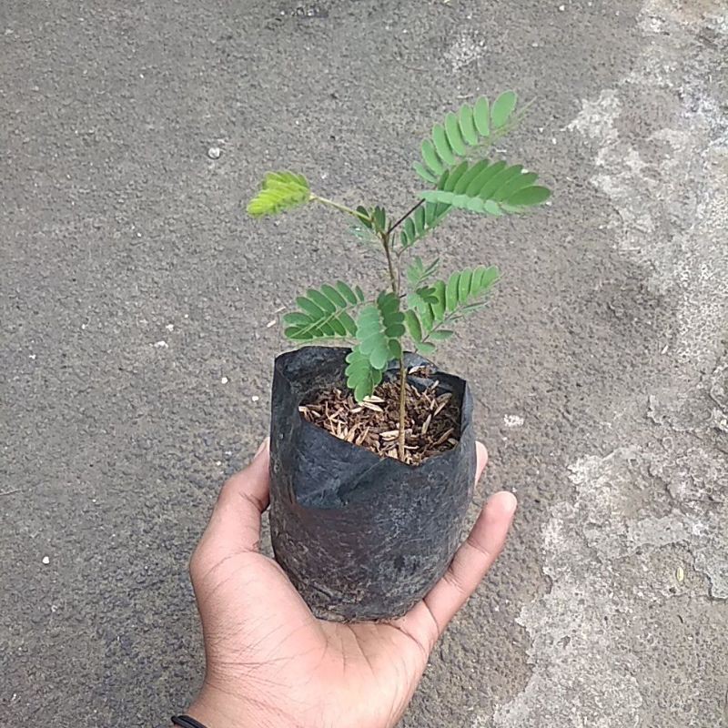 Benih/Bibit lamtoro / petai cina