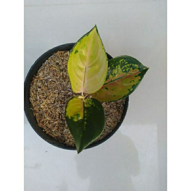 Bunga Aglonema Sultan Brunei Anakan