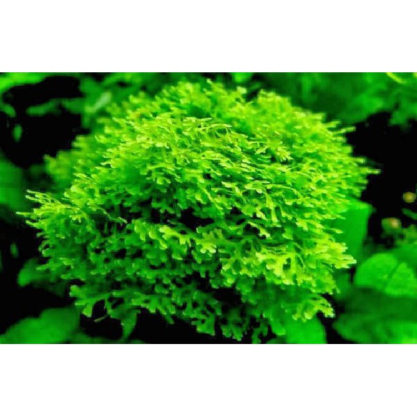 Mos ricardia tanaman aquascape