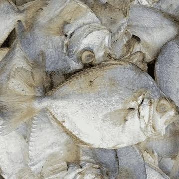 

Ikan Asin Petek - 250 gram