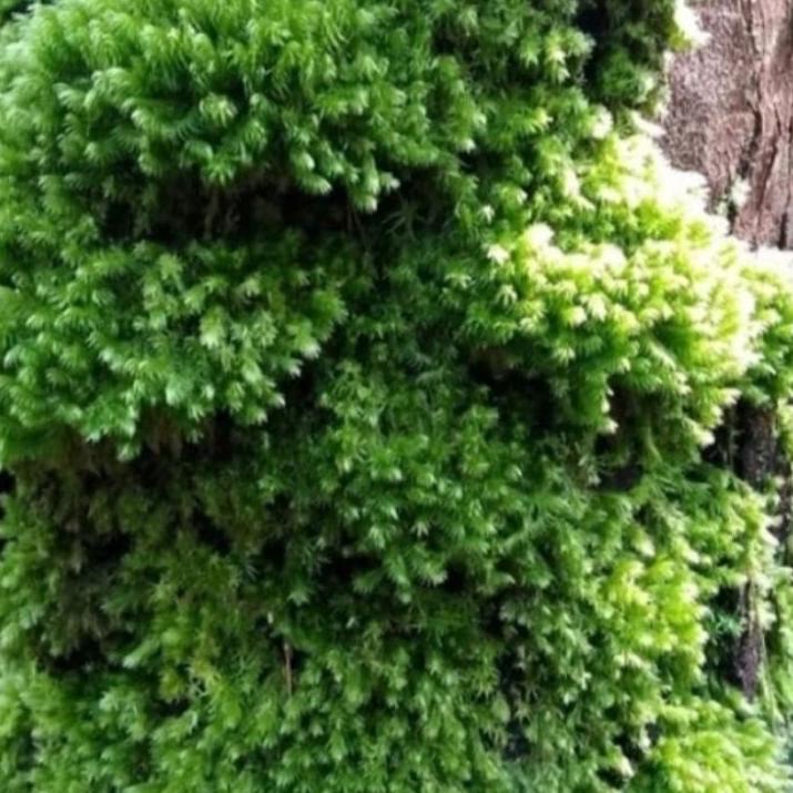 「Clearance Sale」 Media Tanam Lumut Hidup / Moss Lumut Pinus & Lumut Tutup Pot