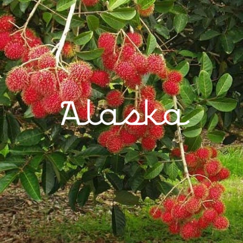 Bibit Rambutan Unggul