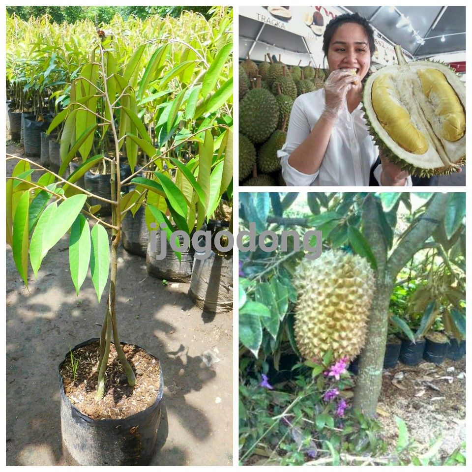 

Durian montong merah kaki 3 (BISA COD)