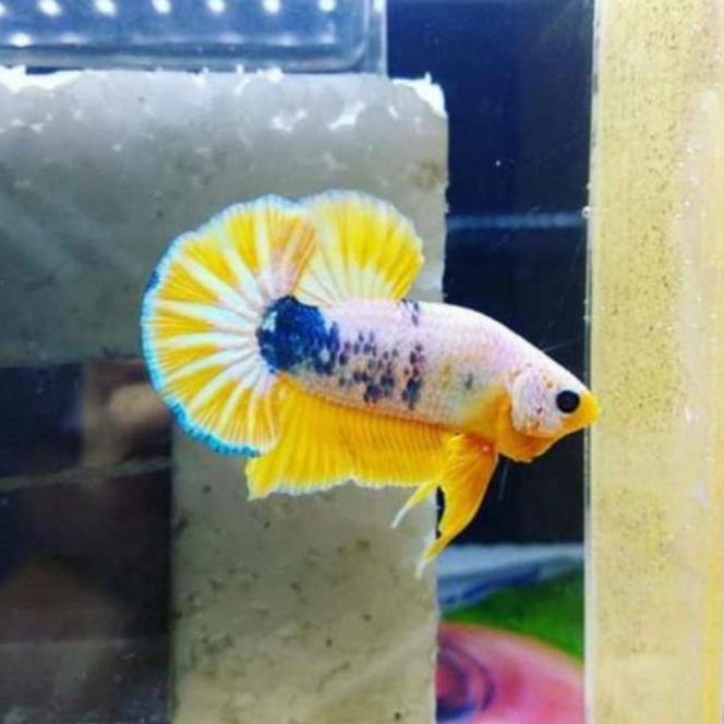 

BEST SELLER Cupang plakat yellow fancy