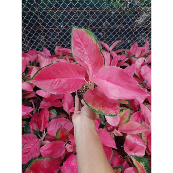 Aglonema White Legacy gading/dewasa