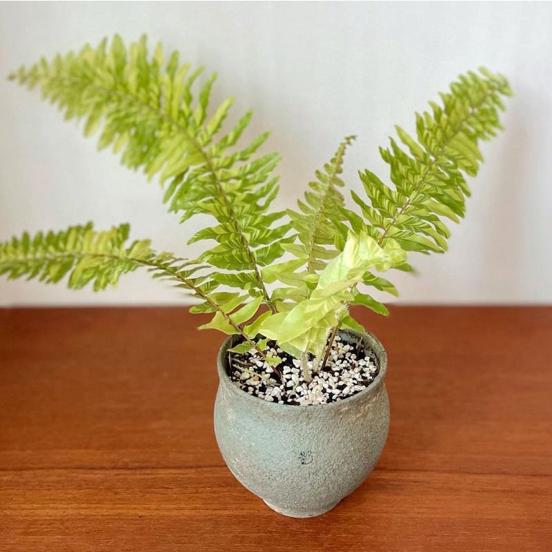 Tanaman hias pakis kelabang varigata / Nephrolepis exaltata variegata / pakis boston var
