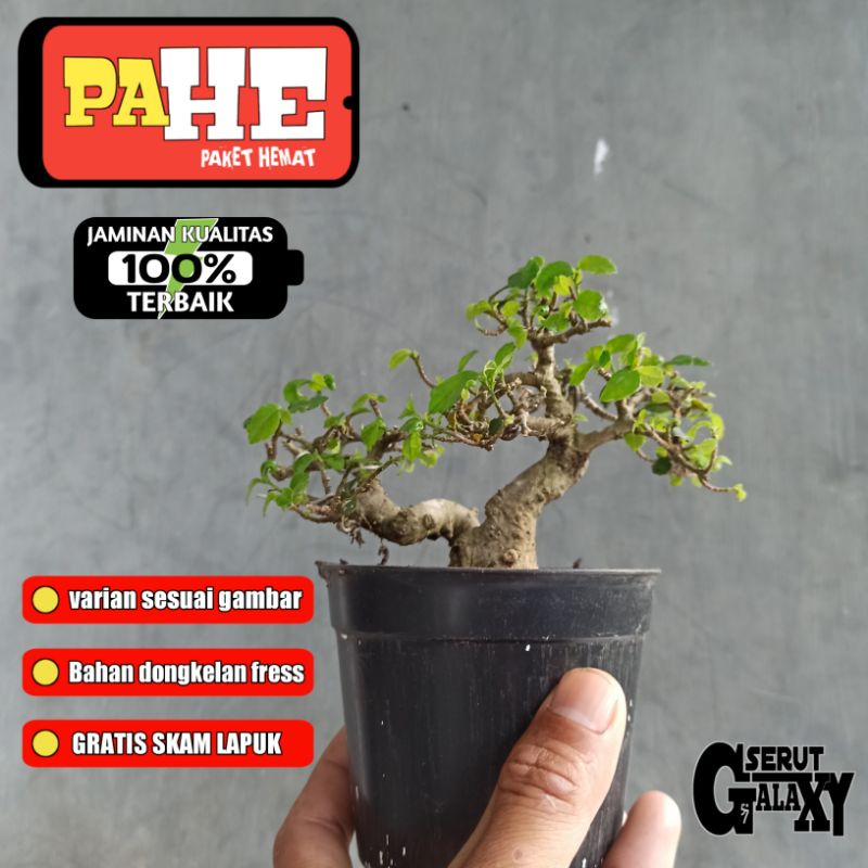 BAHAN BONSAI SERUT MAME/SMALL_RAFT (STREBLUS ASPER) TANAMAN HIAS DONGKELAN_BAHAN BONSAI DONGKELAN FR