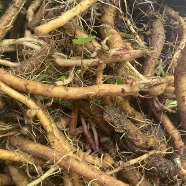

akar tempuyung segar 500gr
