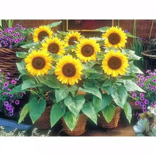 benih bibit bunga matahari sunflower 10pcs