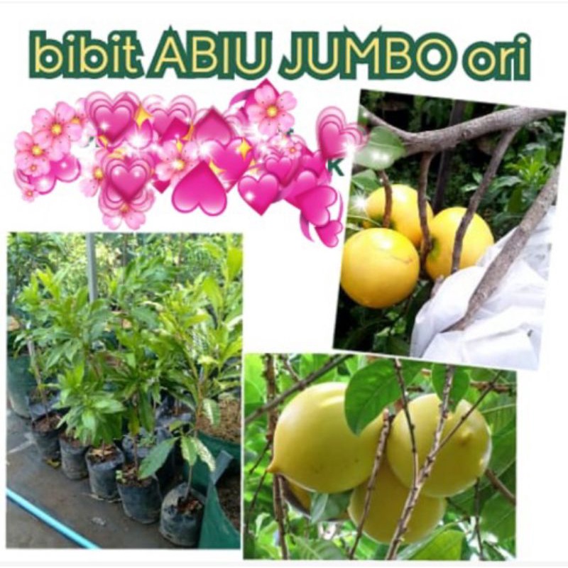 abiu jumbo sambung susu