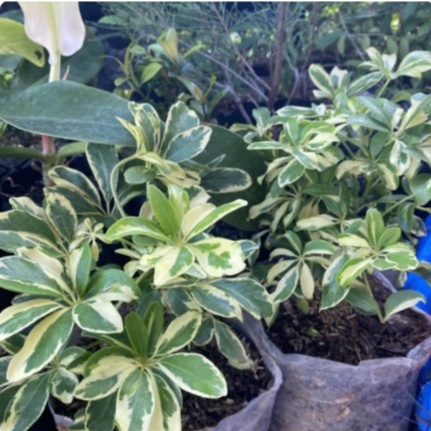 Tanaman Hias Walisongo // tanaman hias walisongo hijau