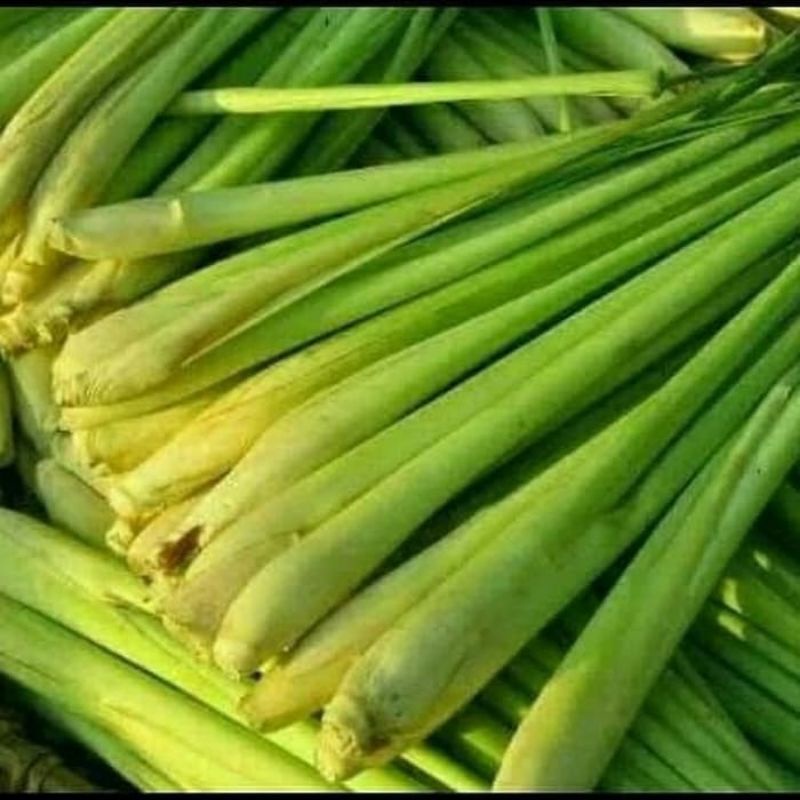 

Serai Segar 1kg Bumbu Masak Freshh Sereh Segar Harum