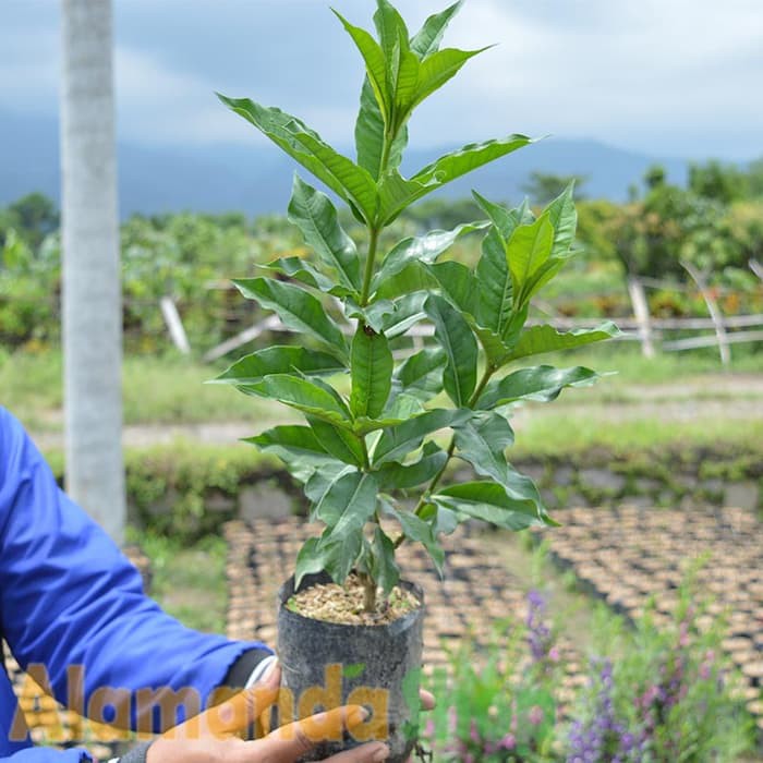 Tanaman Allamanda Williamsii