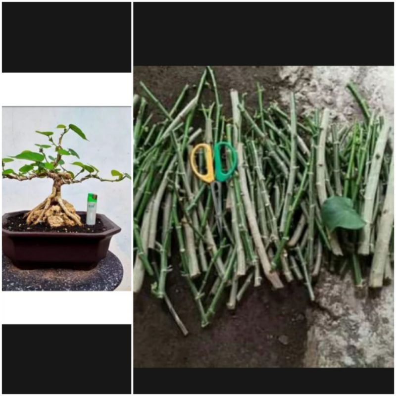 10 biji stek batang bonsai waru India/bonsai waru India