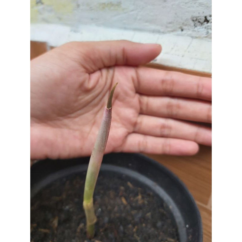 bonggol aglonema suksom jaipong stang panjang / lokal