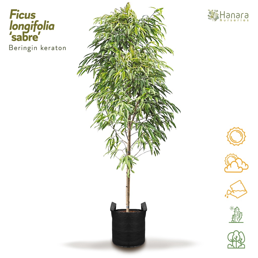 Ficus longifolia "sabre" - Beringin keraton -pohon instan/instant tree