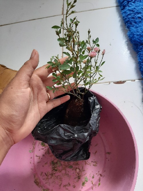 Bibit Tanaman Bunga Mawar Mini Pink I Babyrose Pink