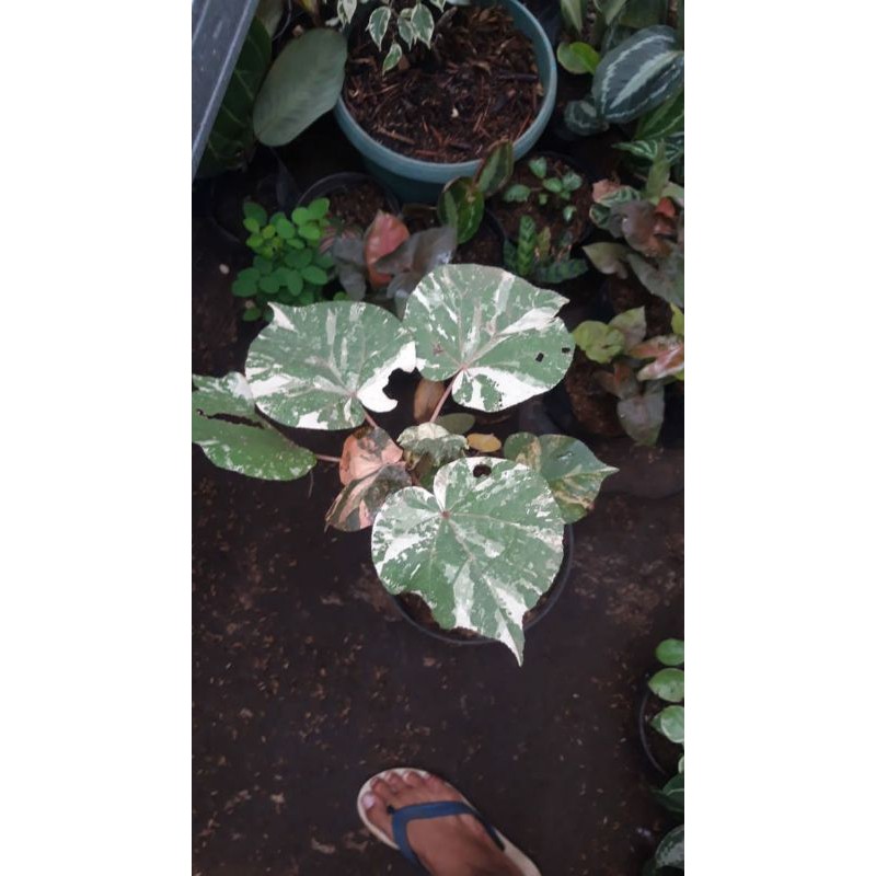 Bibit tanaman hias waru varigata / pohon waru varigata