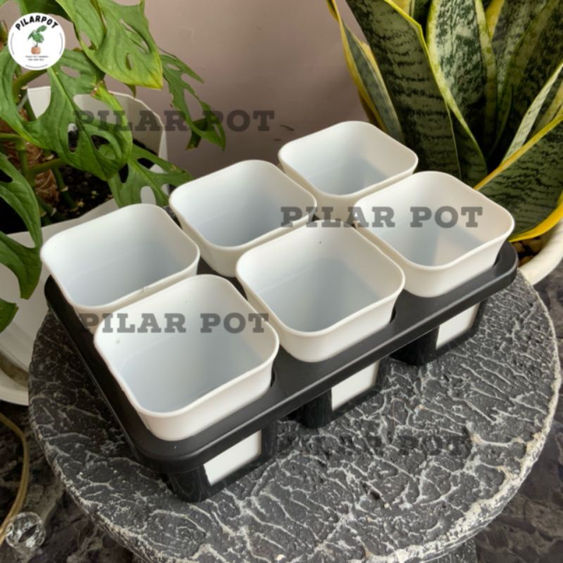 1 set Tray + POT BUNGA NKT KOTAK 7 CM PUTIH | tray semai bibit