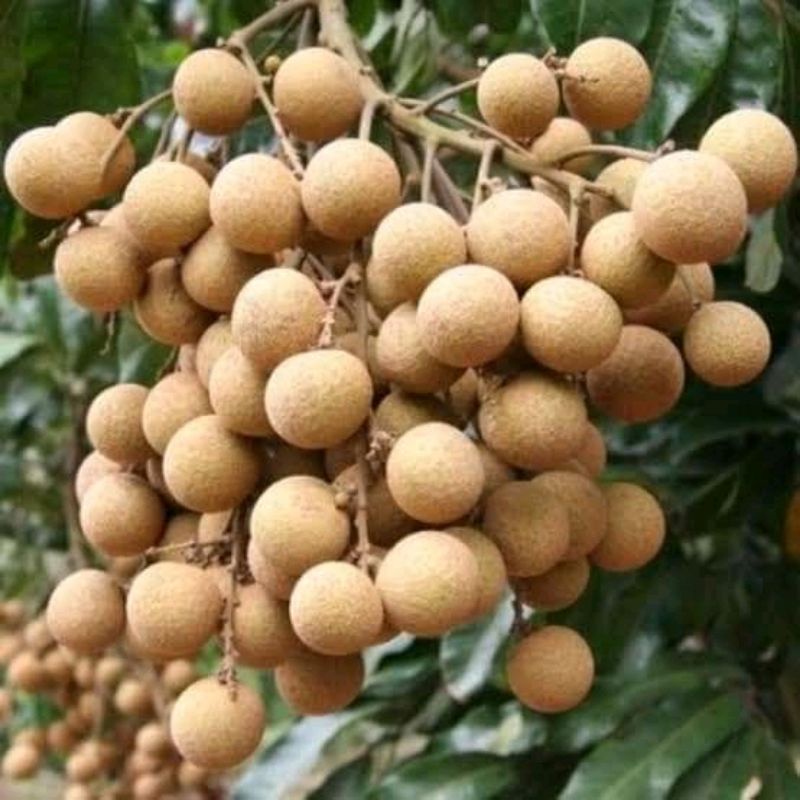 Bibit Kelengkeng Kateki Okulasi Super