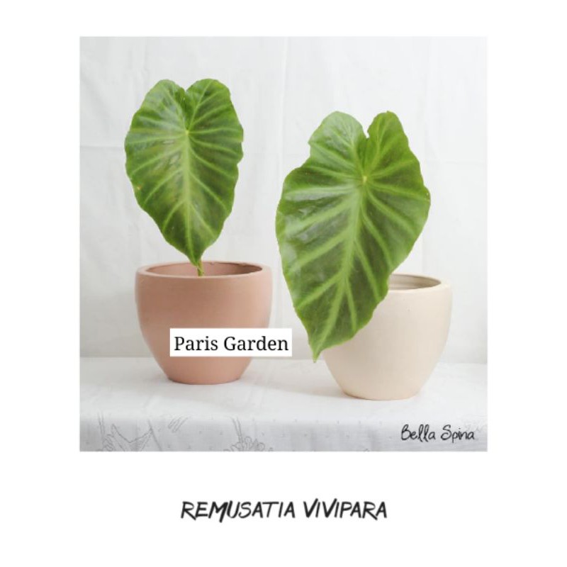 TANAMAN HIAS ALOCASIA REMUSATIA VIVIPARA - REMUSATIA VIVIPARA REMAJA