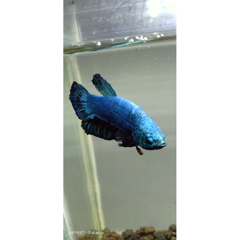 ikan cupang avatar gordon bleu-black gread A real pict 100%