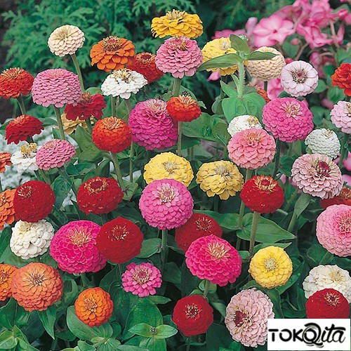 ZINNIA SUNBOW MIXED FI MR FOTHERGILLS@7 Benih