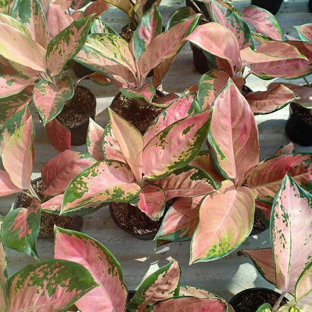 Aglonema kochin tembaga - aglonema