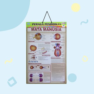 Jual Poster Edukasi Anak / Poster Anak Bingkai Seri Anatomi Tubuh ...