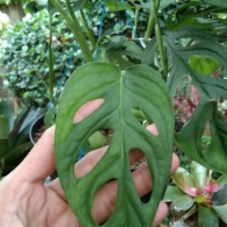 Tanaman hias monstera Janda Bolong benih tanaman bibit Tanaman hias monstera Janda Bolong benih tanaman bibit