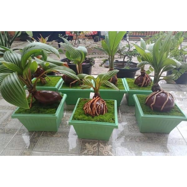 Tanaman Hias Bonsai Kelapa Bonsai Unik Bonsai Kelapa Tanaman Asli Hidup Shopee Indonesia
