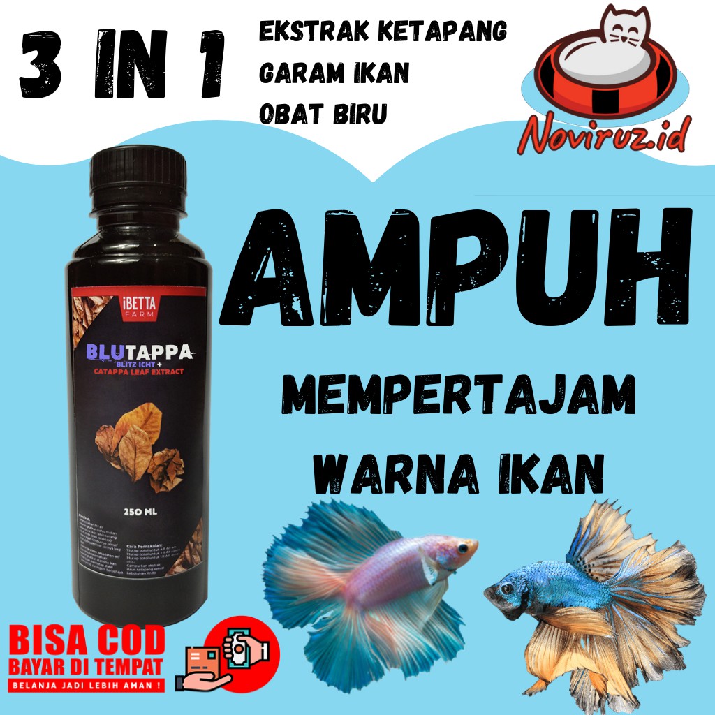EKSTRAK DAUN KETAPANG DAUN KETAPANG KERING IKAN CUPANG GIANT CUPANG BLUE RIM CUPANG AVATAR