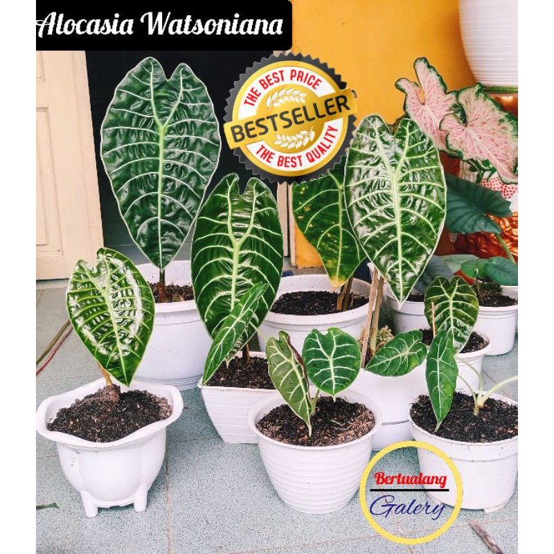 KALIMANTAN TANAMAN ALOCASIA WATSONIANA / ALOKASIA WATSONIANA RAWATAN