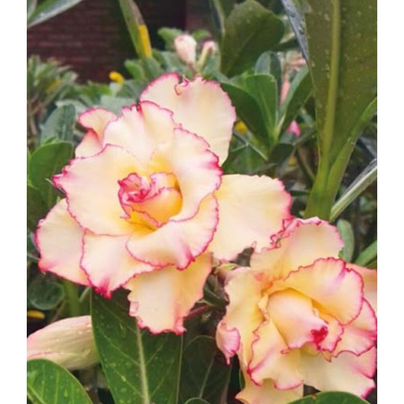 Adenium Kamboja Jepang Tumpuk Size B