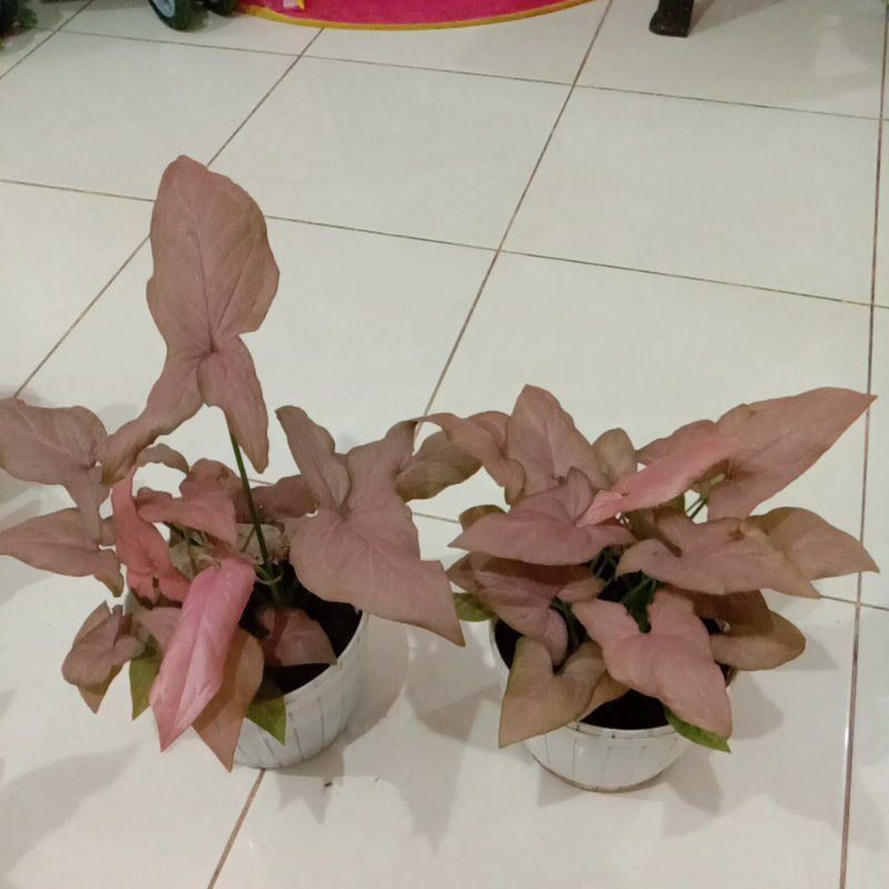 Syngonium Pink Scott 2 pot