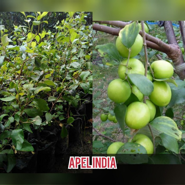 BIBIT BUAH APEL PUTSA