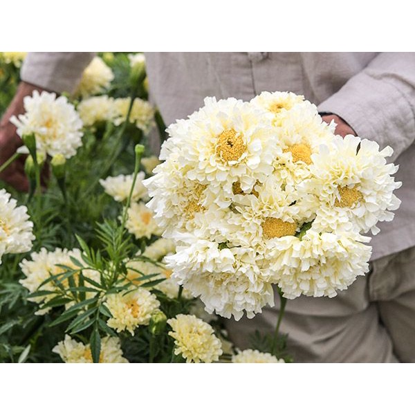 Benih Bibit Biji - Bunga African Marigold Kilimanjaro Flower Seeds - IMPORT