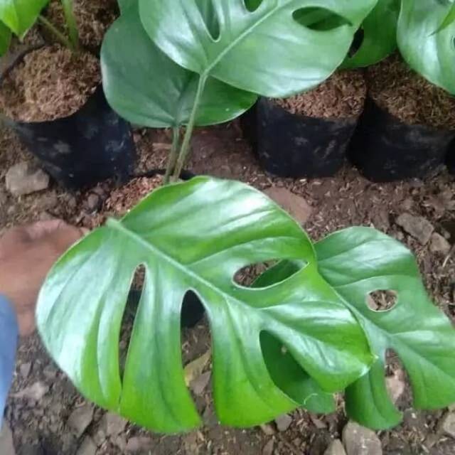 Tanaman hias monstera rhafidopora - tanaman hias monstera - tanaman monstera rhafidophora