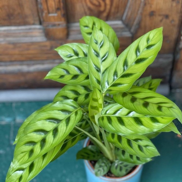 PROMO!! Tanaman Hias Calathea Leopardina - Tanaman Kalatea Indoor