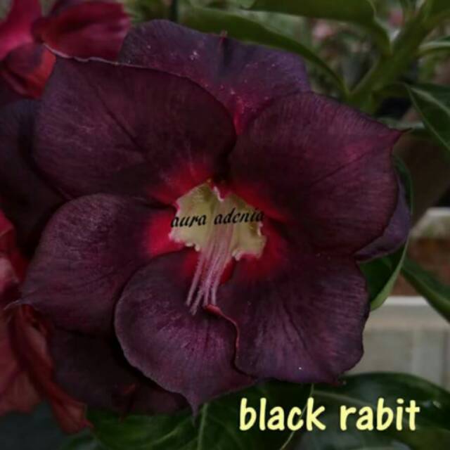 Wow 18 Gambar Bunga Kamboja Hitam  Gambar Bunga Indah