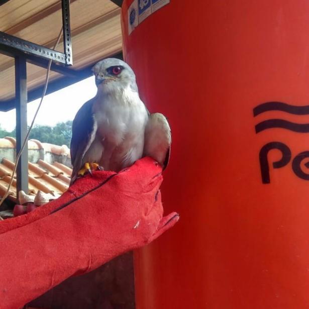 ◊ glove elang burung hantu / sarung tangan elang burung hantu ✦