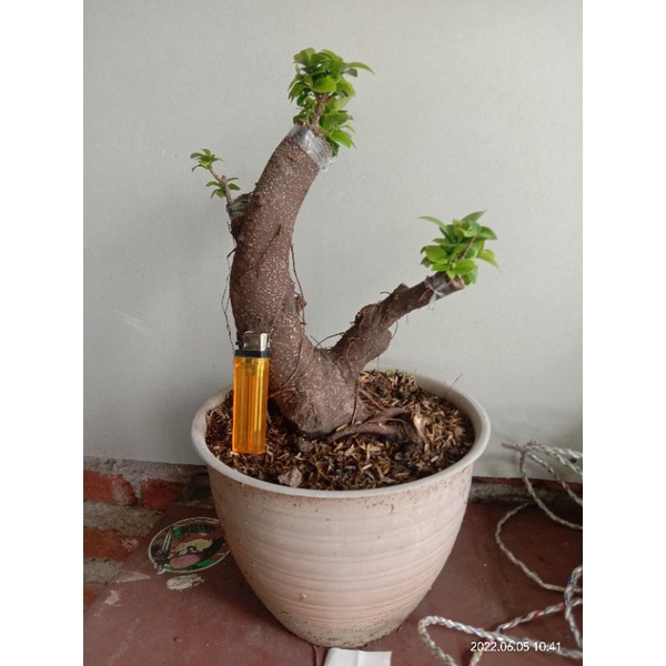 tanaman hias atau bahan bonsai ficus compacta (sambungan), sesuai foto