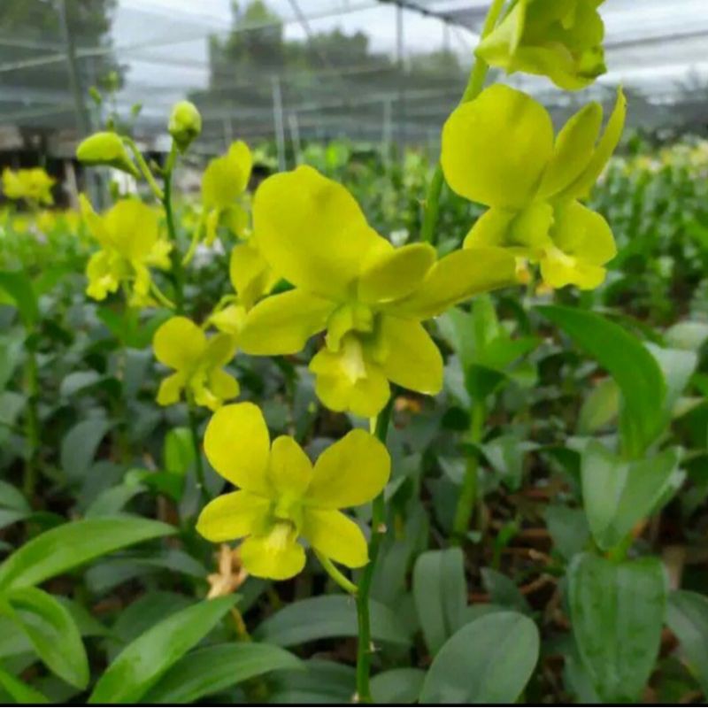 tanaman hias bunga anggrek dendrobium bunga hijau/ bibit anggrek dendrobium remaja