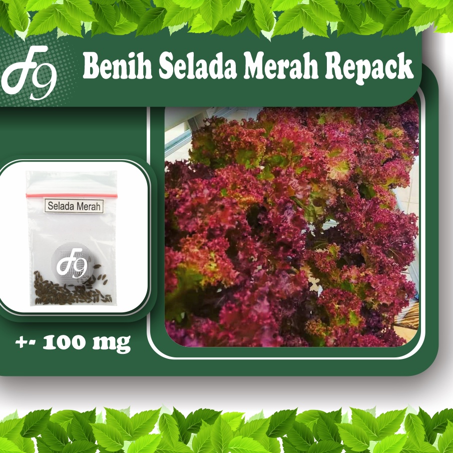 Benih Bibit Selada Merah Lollo Rossa Murah Repack Seribuan