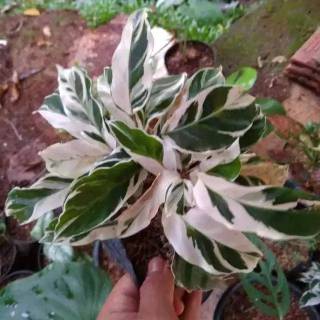 Tanaman hias calathea  white  fusion meranti tissue  calathea  