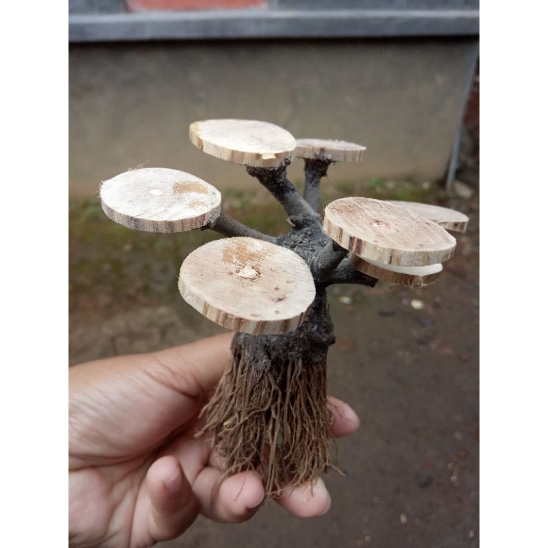 Bonsai Aquascape | Bonsai Kayu senggani