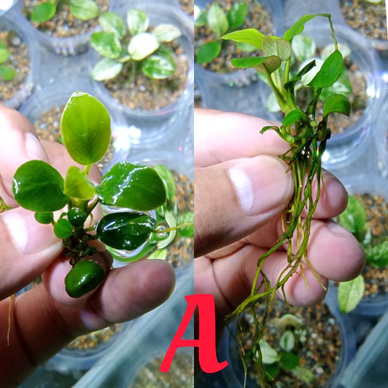 Anubias Panda Oon