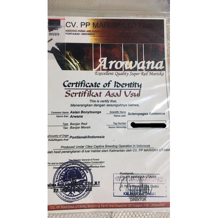 Serti+chip arwana red banjar