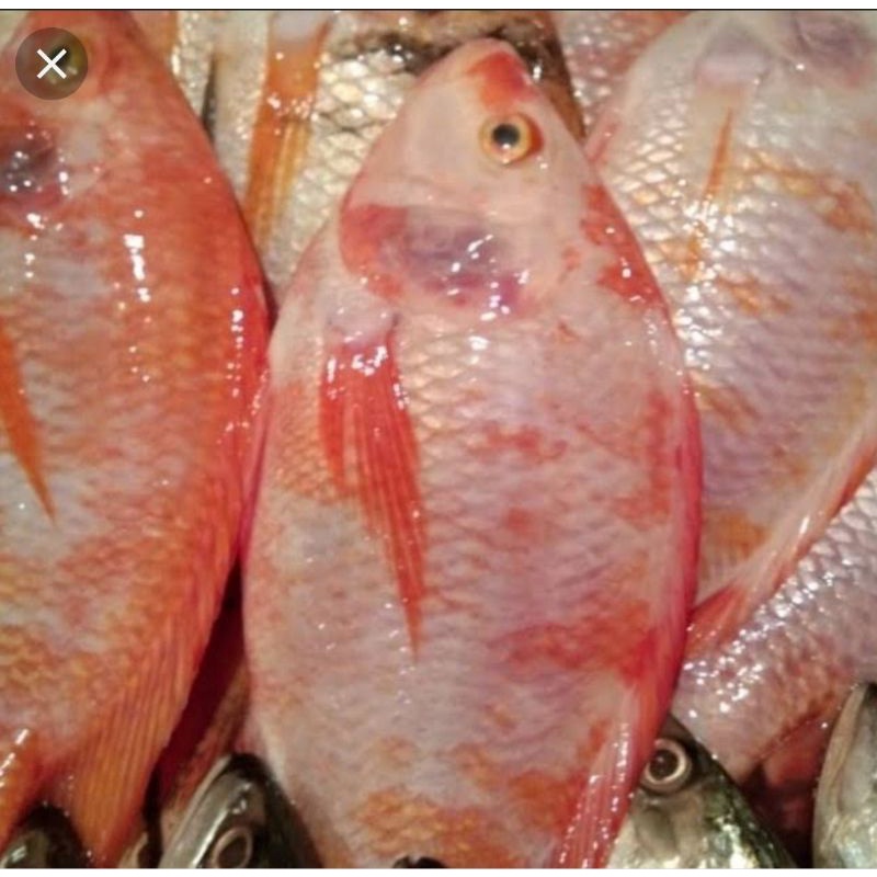 

Ikan nila fresh surga kebutuhan ku