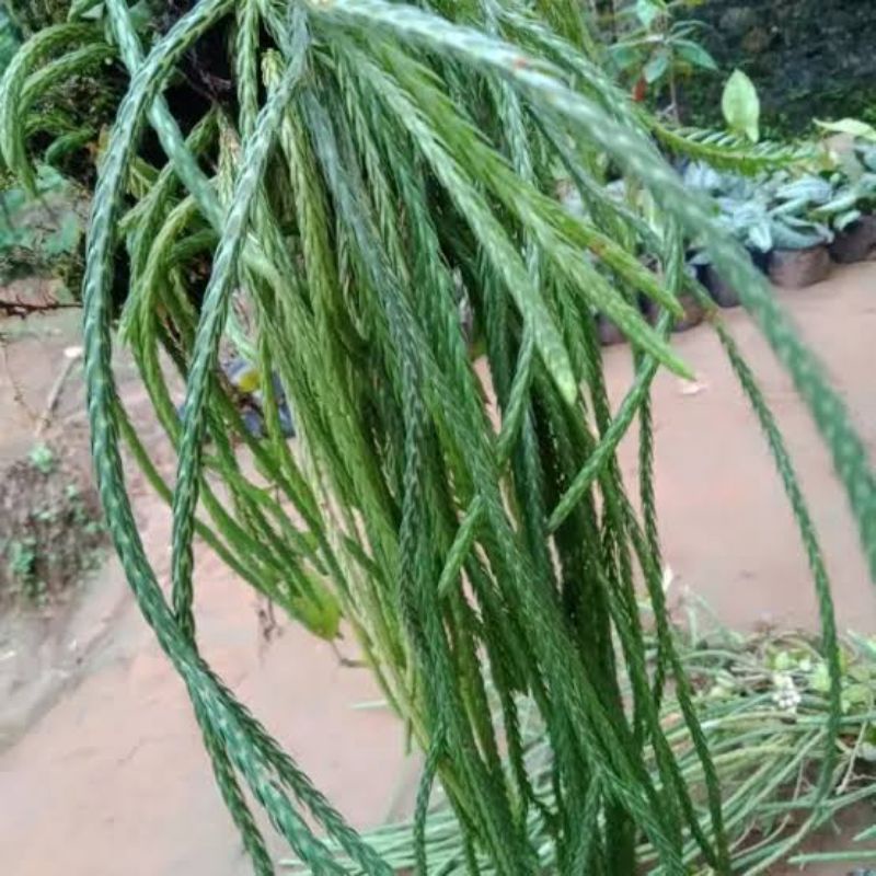 Tanaman hias kumpai ekor tikus/Huperzia carinata